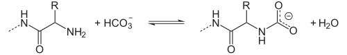 Gleichgewicht zwischen Aminogruppen und Carbamatgruppen bei Anwesenheit von Hydrogencarbonat.