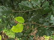 Fagus sylvatica Lammas shoot 001.jpg