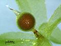 Sporenkapsel des Laubmooses Physcomitrella patens
