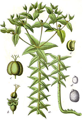 Euphorbia lathyris - Grafik von Jacob Sturm
