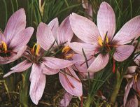 crocus sativus ist Herbstblüher