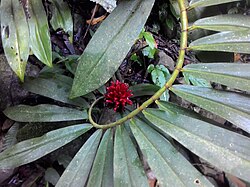 Cheilocostus speciosus einseitig, spiralig angeordnete Blätter
