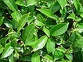 Tee (Camellia sinensis)