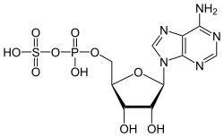 Strukturformeln von Adenosinphosphosulfat