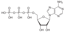 ATP