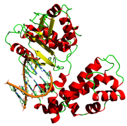 DNA-Polymerase