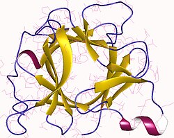 Interleukin-1β