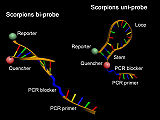 Struktur von Scorpion-Primern (rechts) und Scorpion-Bi-Primern (links)
