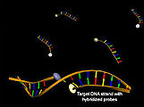 Struktur von Hybridisierungssonden vor (oben) und nach Hybridisierung mit der Ziel-DNA (unten) unter Zunahme der Akzeptorfluoreszenz (gelb)