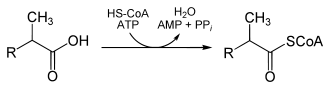 Alpha oxidation part V.svg