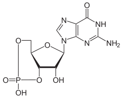 Strukturformel des cyclischen Guanosinmonophosphats