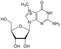 Strukturformel von 7-Methylguanosin