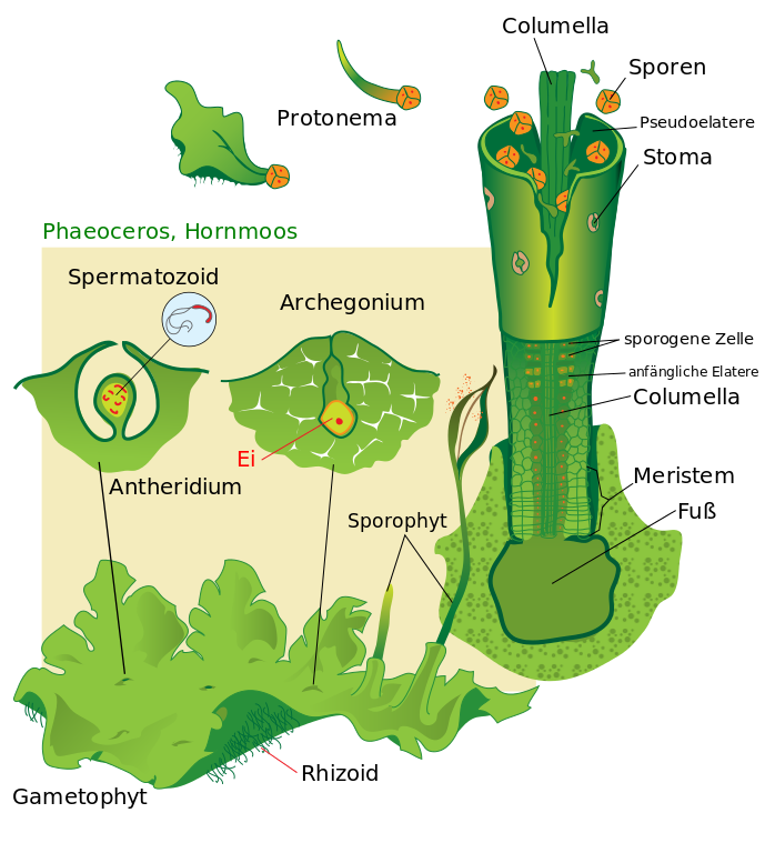 Lebenszyklus Hornmoos