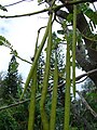Tribus Sesbanieae: Sesbania grandiflora