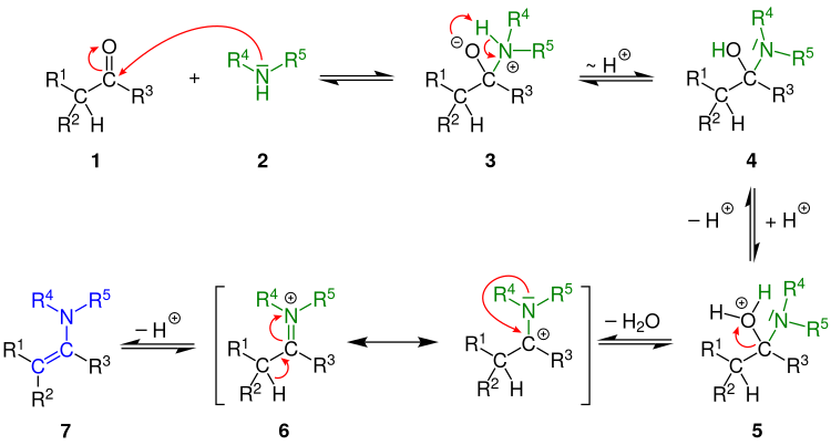 Reaktionsmechanismus der Enamine-Bildung aus einer Carbonylverbindung und einem sekundären Amin unter saurer Katalyse