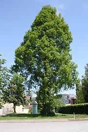 Metasequoia glyptostroboides