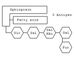 Schematische Darstellung des Gangliosids der Blutgruppe 0.