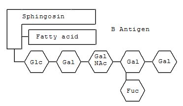 Schematische Darstellung des Gangliosids der Blutgruppe B.