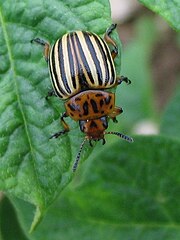 Leptinotarsa decemlineata – Kartoffelkäfer