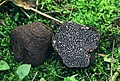 Perigord-Trüffel