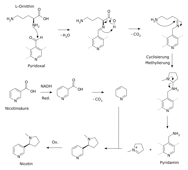 Biosynthese von Nicotin