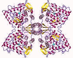 Tyrosinhydroxylase