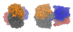 Acetyl-CoA-Acetyltransferase