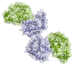 Phosphofructokinase-2/ Fructose-2,6-bisphosphatase