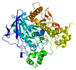 Pseudocholinesterase