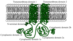 Adenylylcyclasen