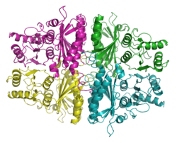 Fructose-1,6-bisphosphatase