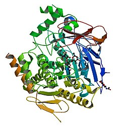 Acetylcholinesterase