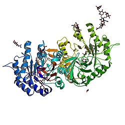 Α-Galactosidase A