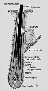 Schematischer Längsschnitt der Haarwurzel