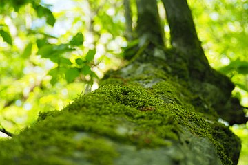 Tree Focus- P5185864.jpg